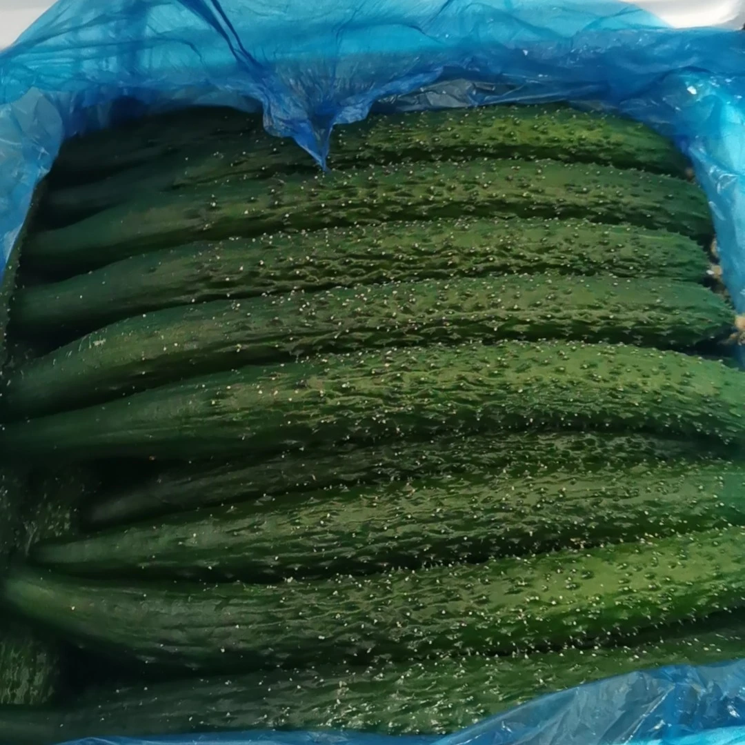 黄瓜一份约2斤黄瓜同城送黄瓜同城配