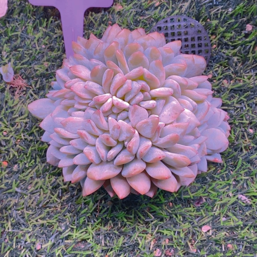 【闪购商品】A****?11111111