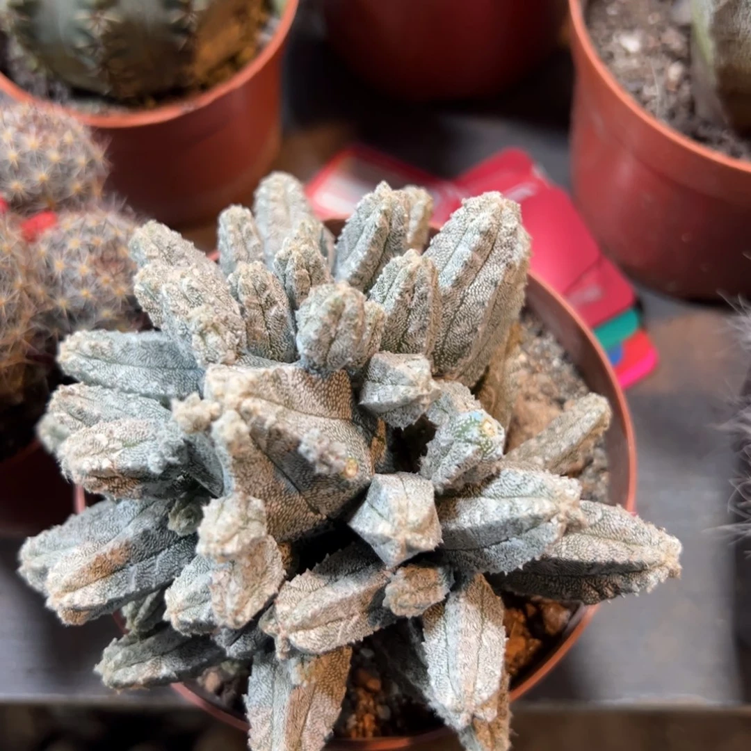 红***哈哈哈哈哈哈哈哈哈哈哈哈哈