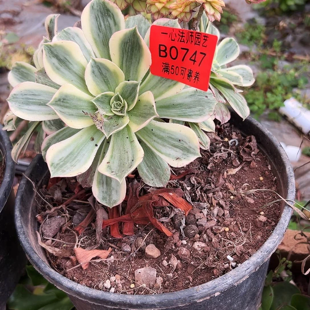 747带砧木一起、发货