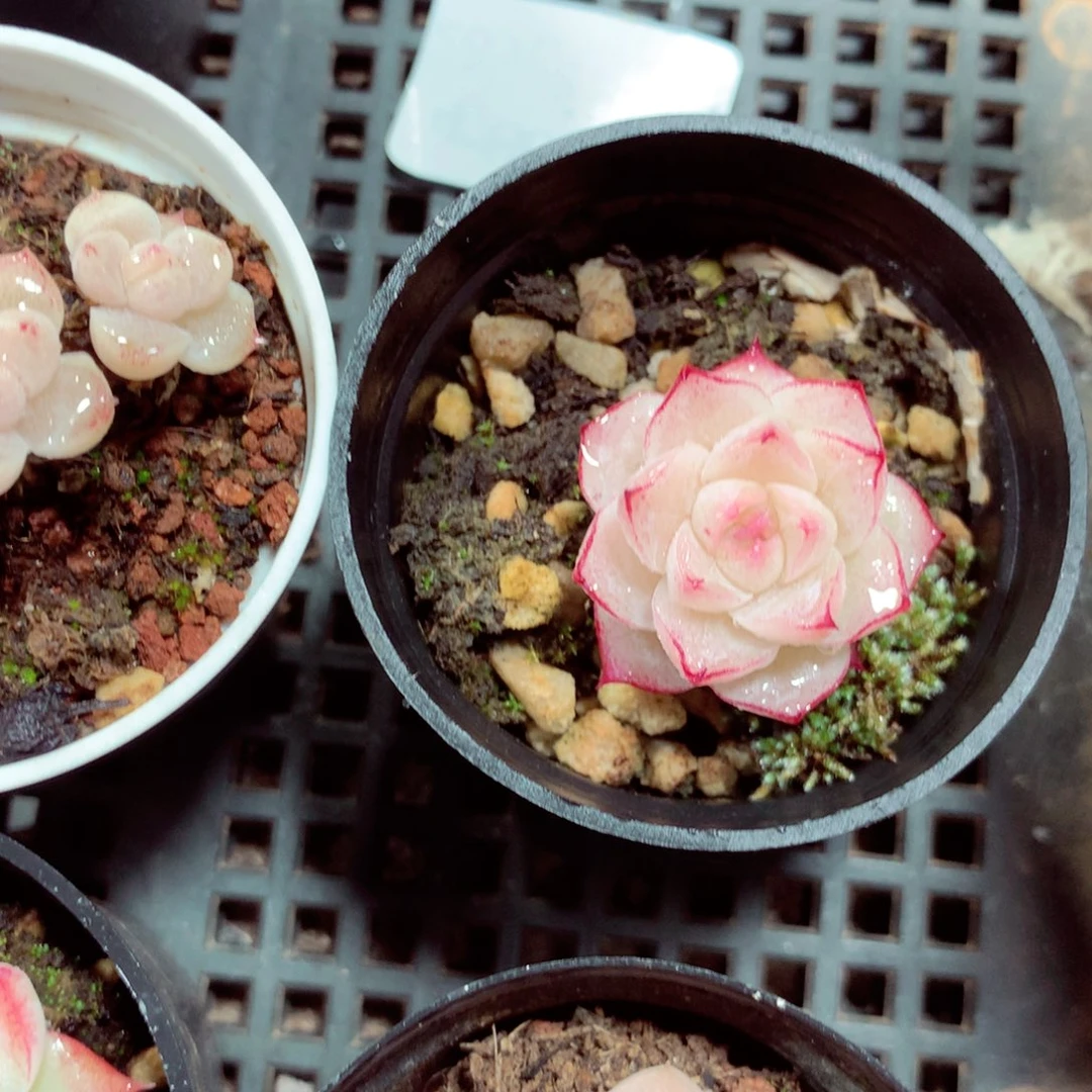 5厘米盆精控多肉4786