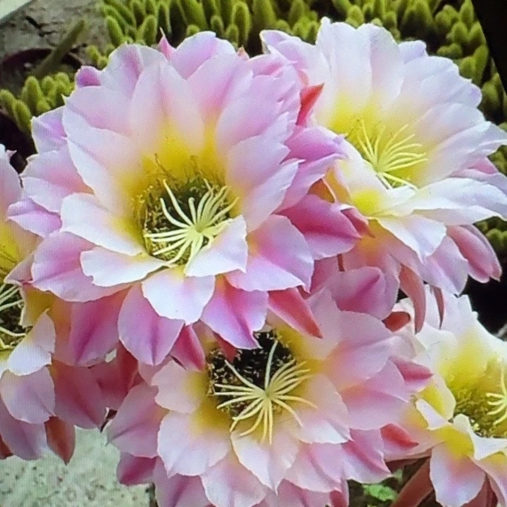 曙光侧芽5公分左右毛花柱（20包邮）