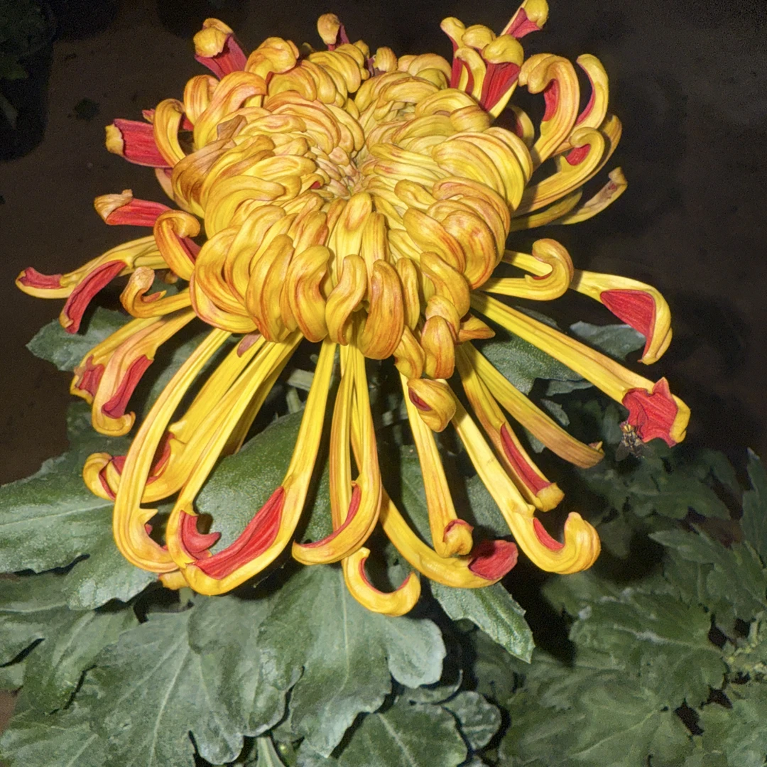 燕山秋色菊花苗耐寒耐热阳台庭院地栽