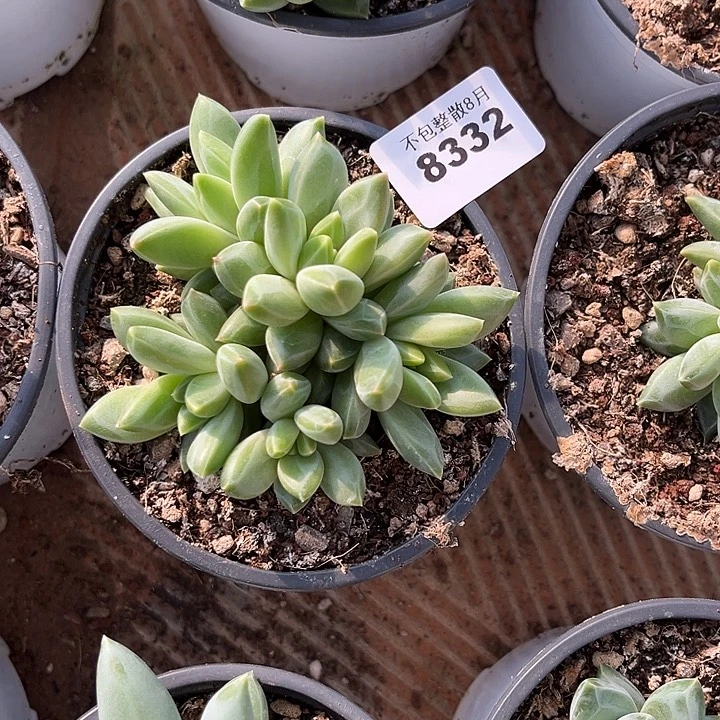 阿雅园艺。        8332幻影美人