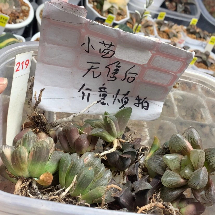 【闪购商品】219小苗无售后介意慎拍