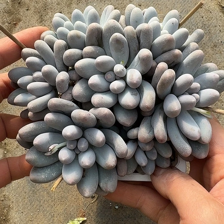 汤圆多肉植物的生长