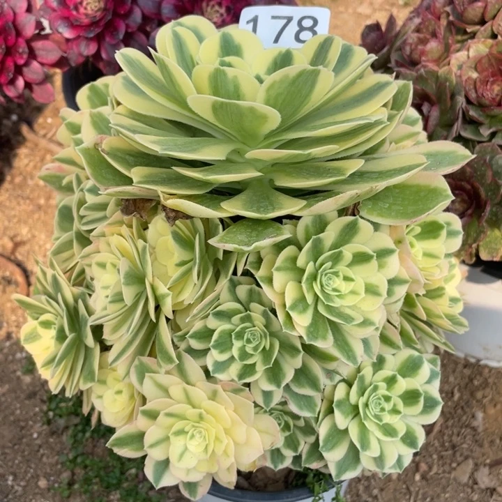 178多肉植物迈巴赫