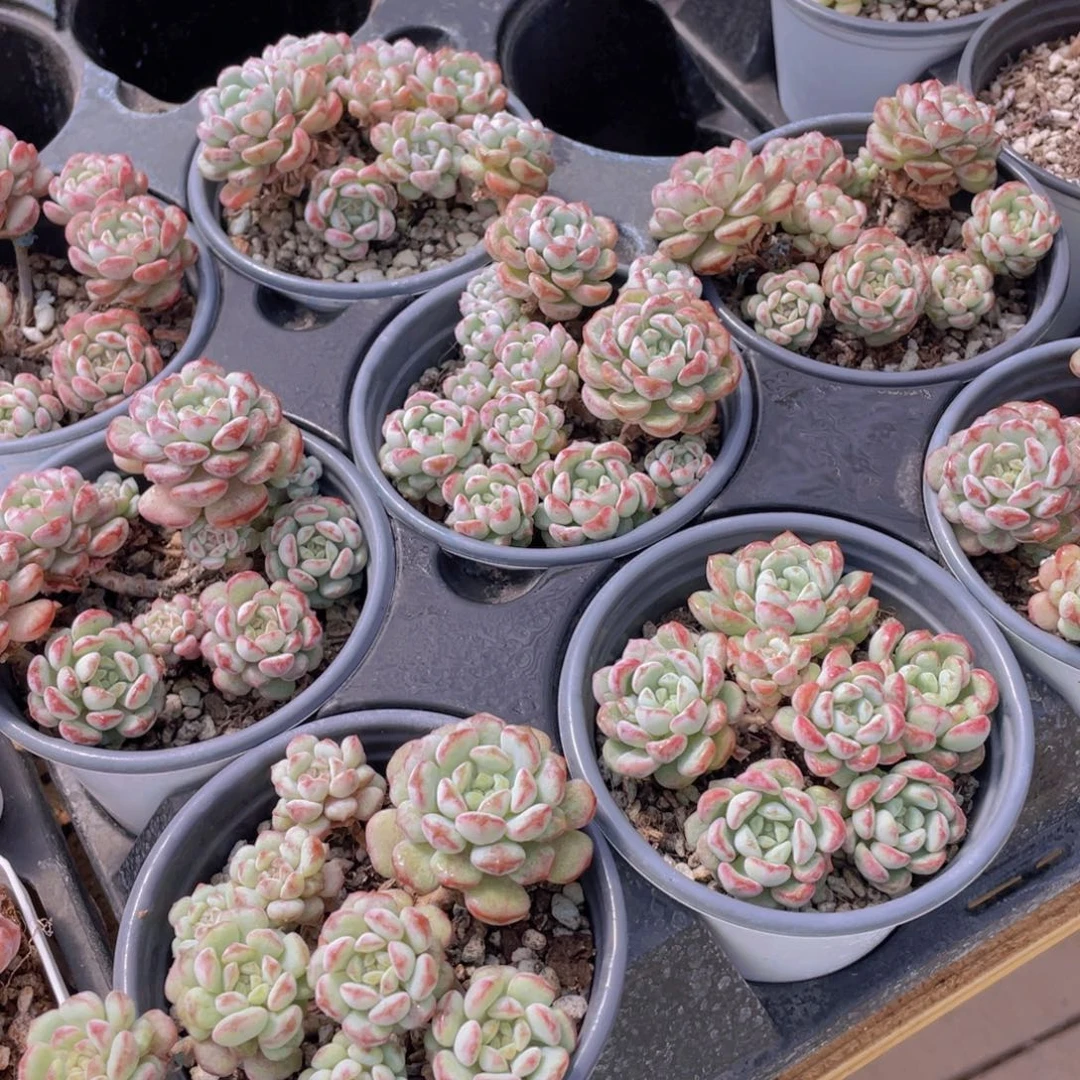 152号 萌豆老桩大群生一个