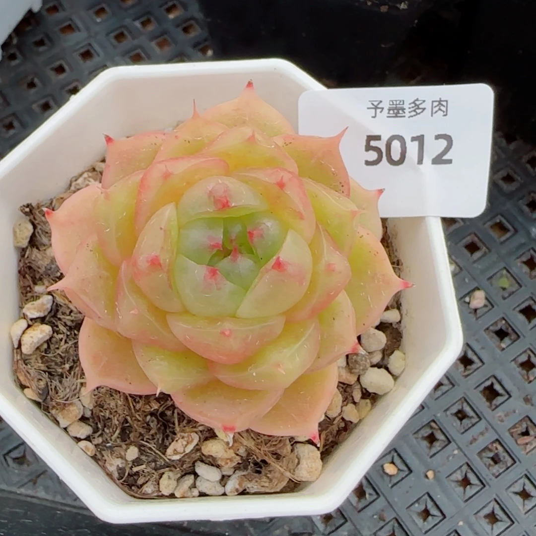 珍妮麦，5012多肉植物