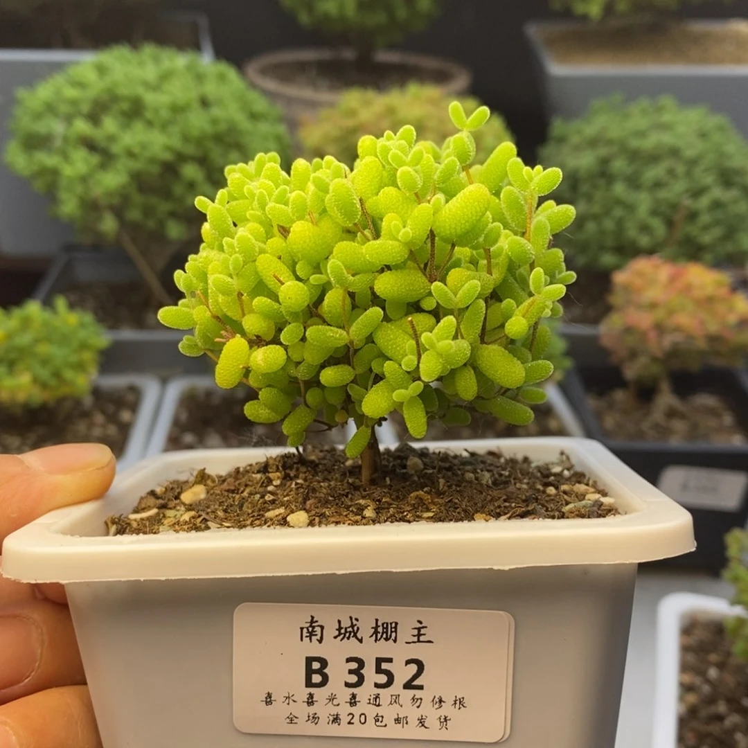 352蜜橘糖球枝干