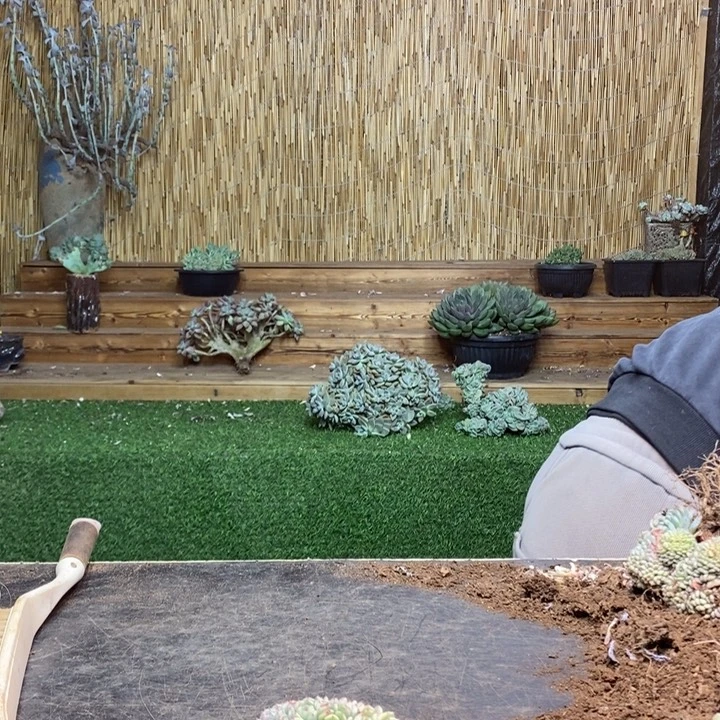 0***^413号白胖子多肉植物