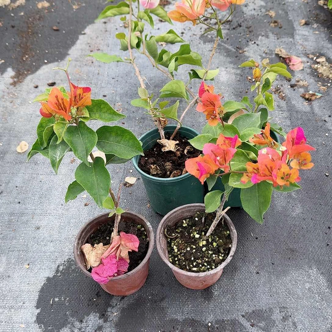 完全开放唐三彩和凤凰