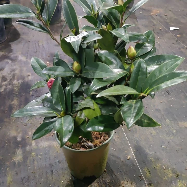 799四季，原盆原土发货