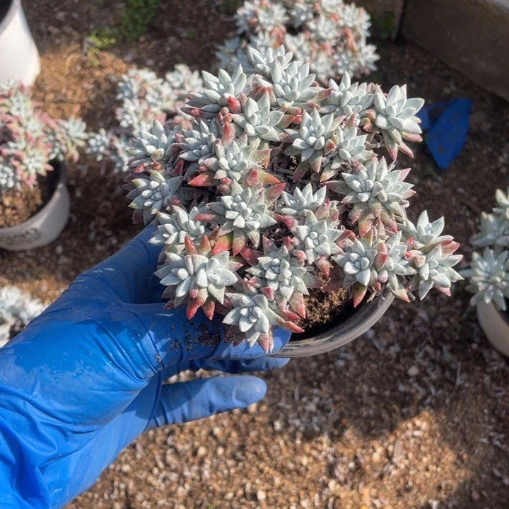 兜***糖631号白菊多肉植物有