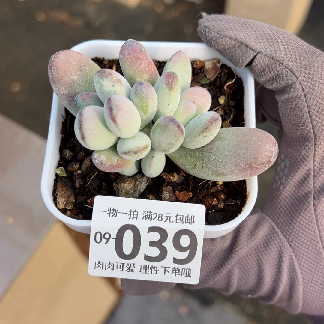 乒乓福娘多肉多肉多肉