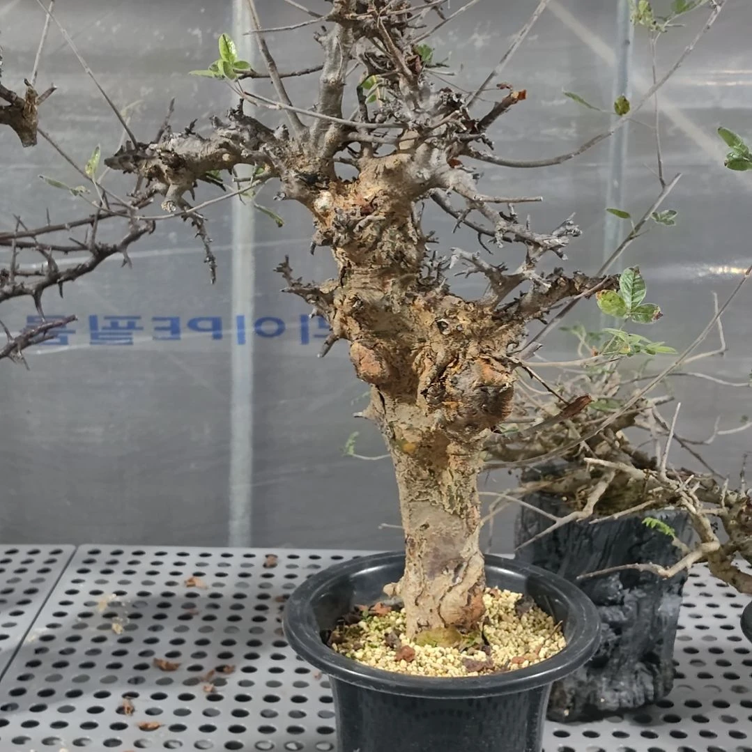 扭矩橄榄熟桩可寄养