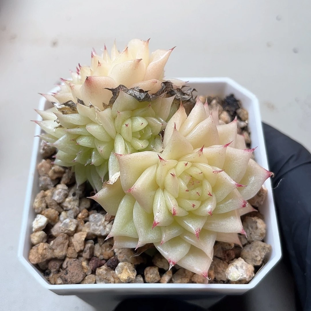 优选麦秆福利9380