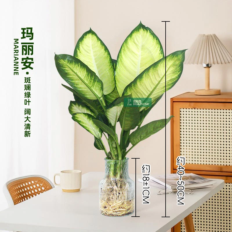 【玛丽安粉黛】万年青（约40~50CM）玻璃盆栽桌面好养水培办公室绿植