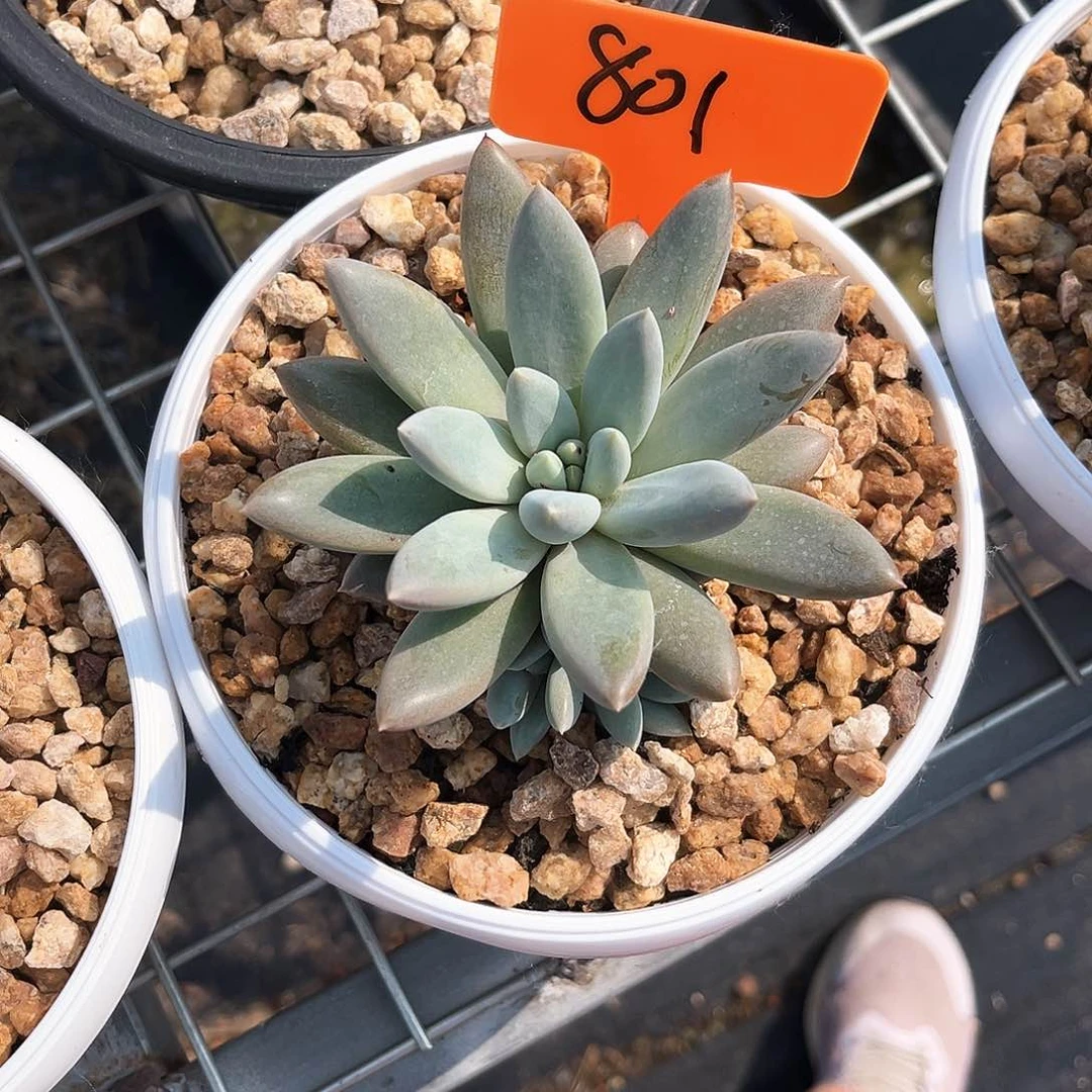 大单头哥特801号码牌子