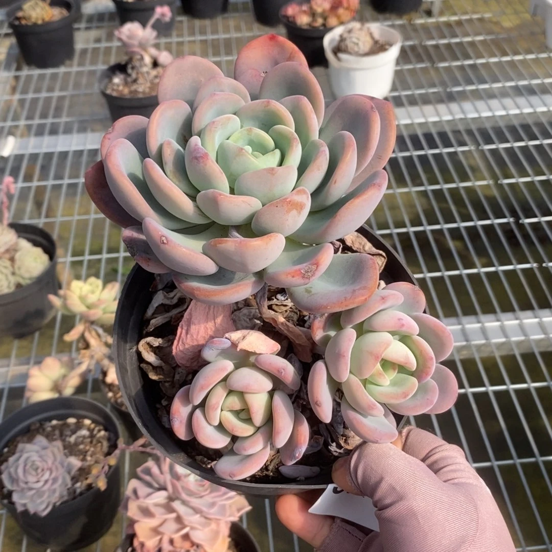 5902香橙老桩一物一拍