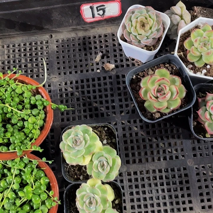 星***月15号筐带盆土发货