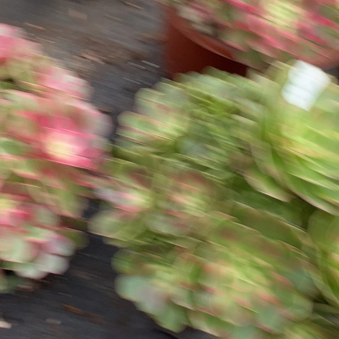 147孔雀翎多肉多肉多肉