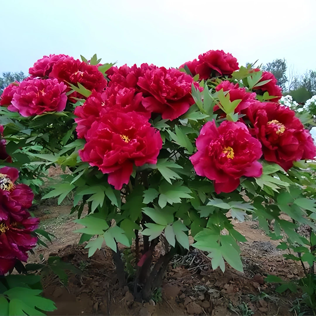 重瓣芍药花苗山东大花种根带芽室外耐寒庭院地栽室内阳台盆栽绿植