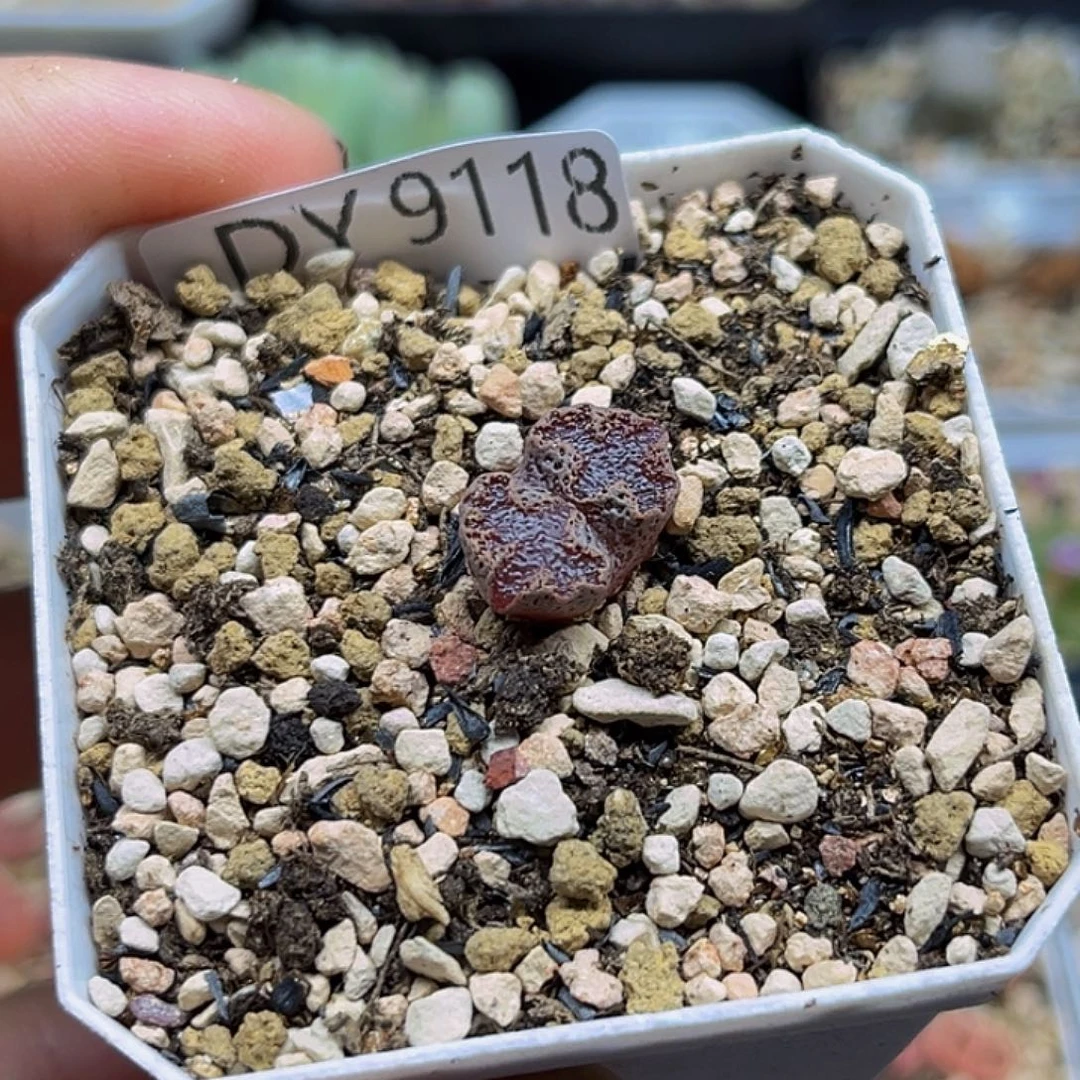 一物一拍9118超蝶