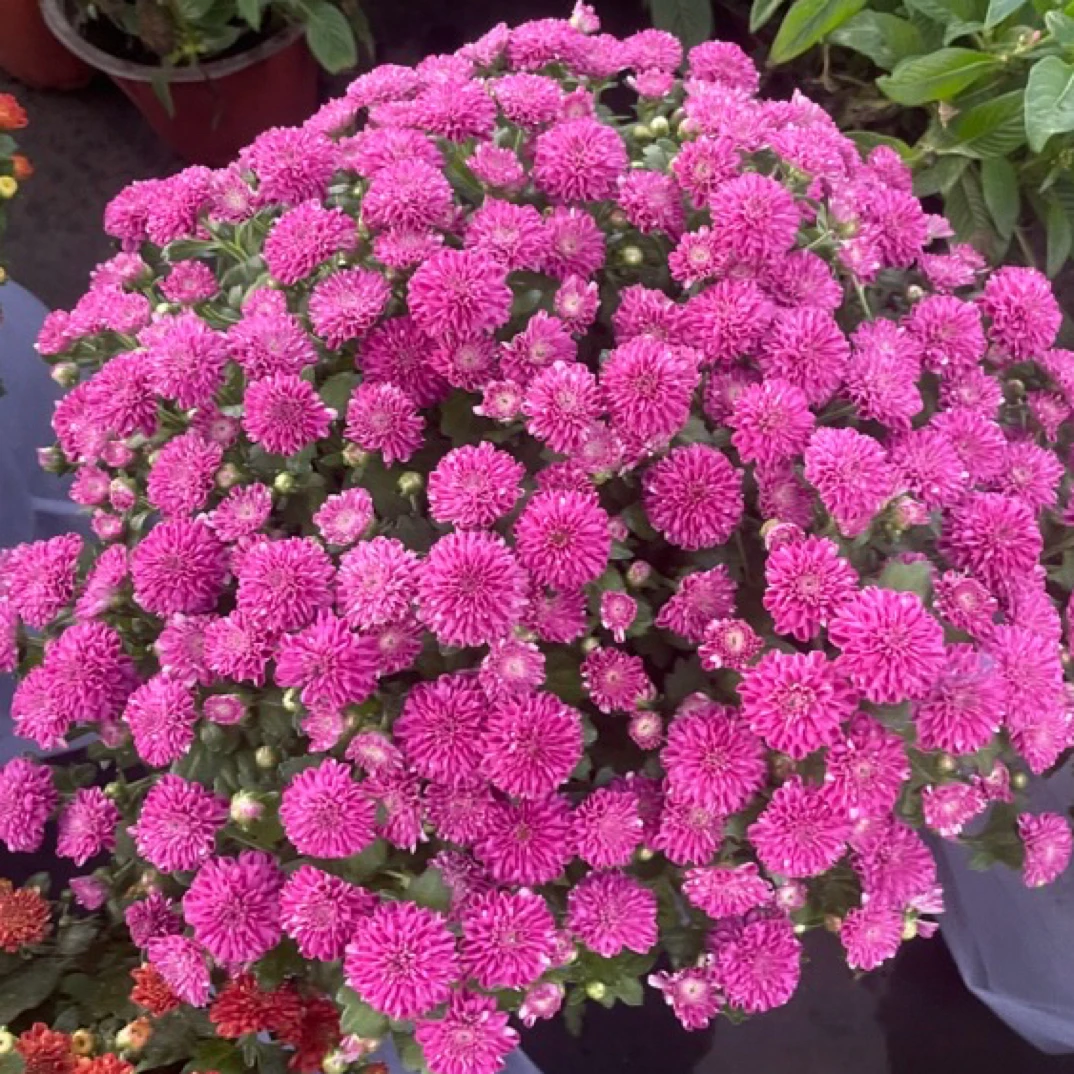 花镜绿植庭院花园金边麦冬银边麦冬石菖蒲矾根玉簪筋骨草球菊花球