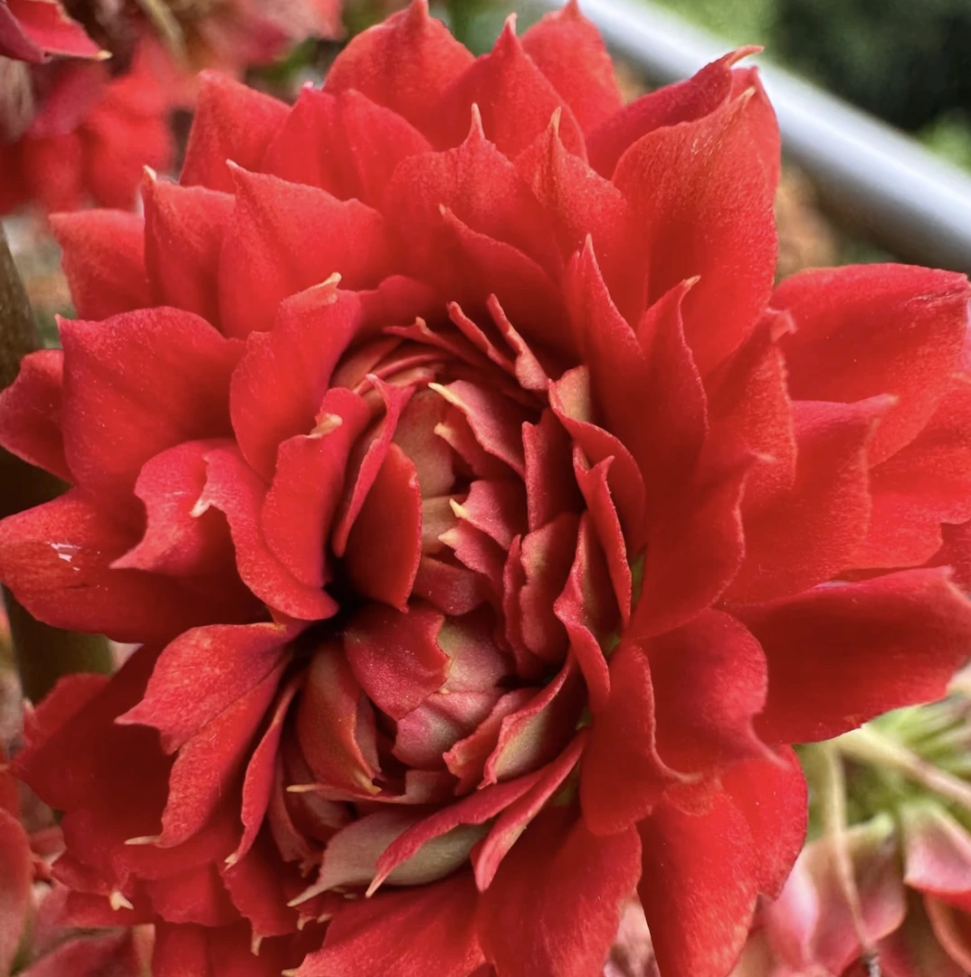 【红武神】110口径盆重瓣大花花卉鲜花室内长寿花海棠花