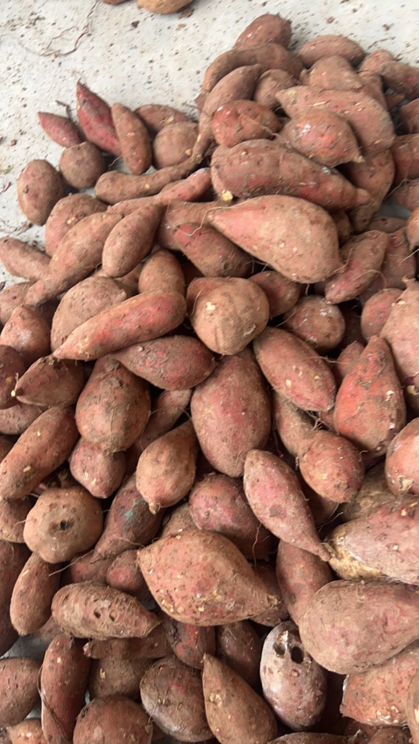 川川本地农家黄心红薯