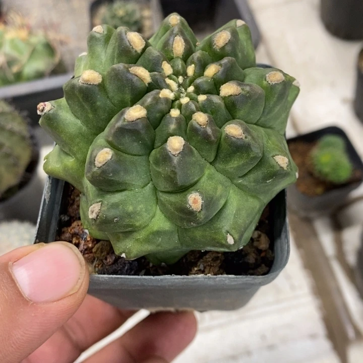 龟甲牡丹特价福利