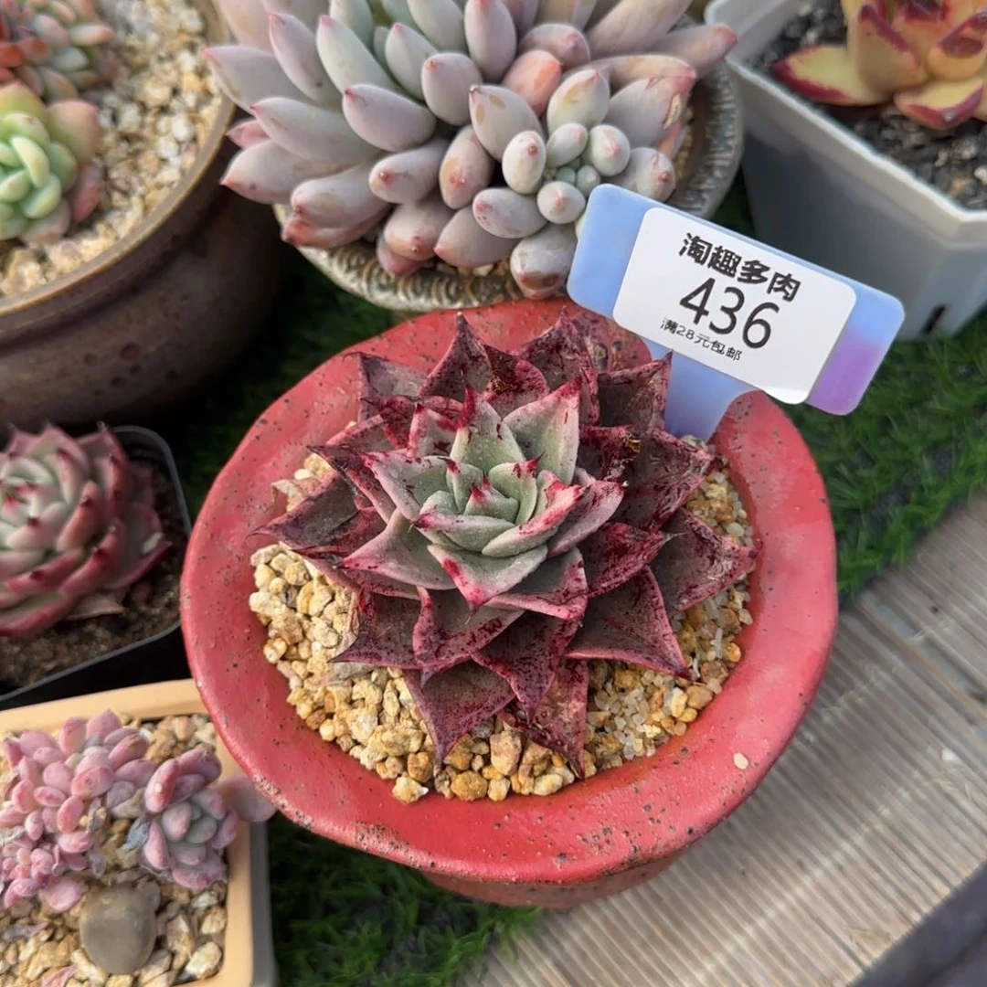 多肉植物饺子皮，大件丝健丝诺娃