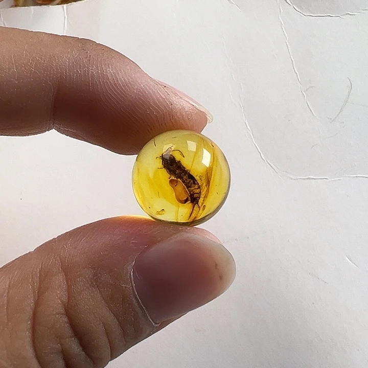 虫珀未镶嵌颈饰虫珀