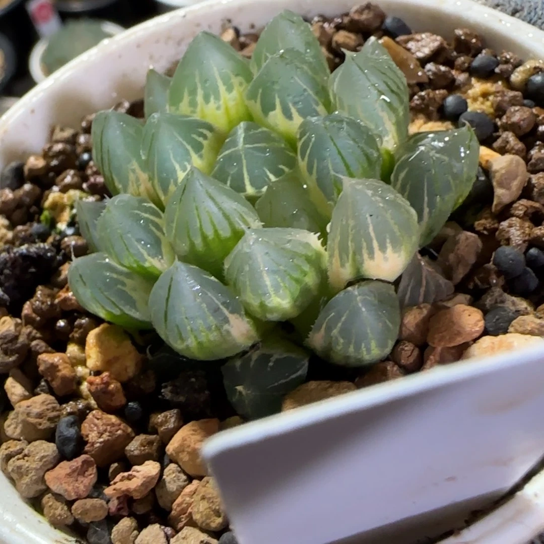 284糊斑 4.3 厘米左右一物一拍带盆