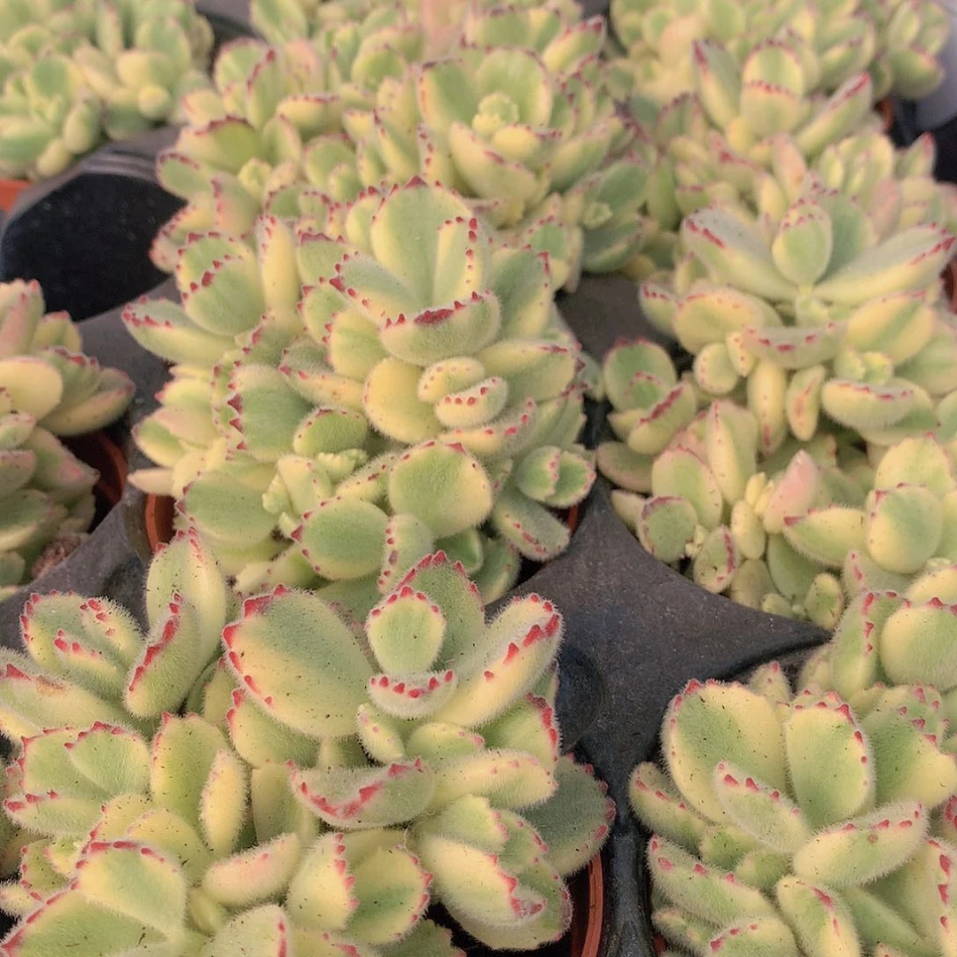 白熊锦123467788889999