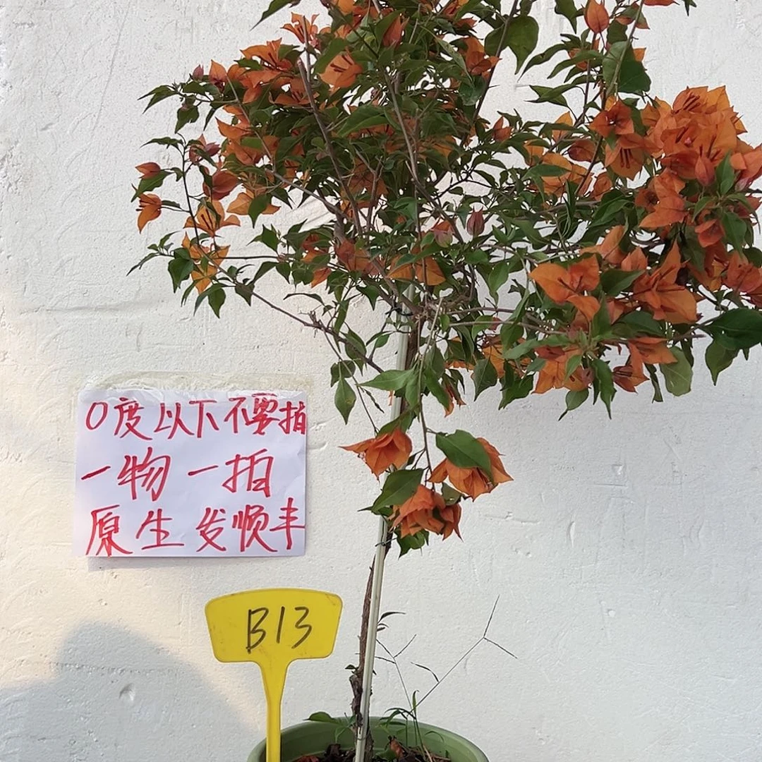 F***ⅰ大部分花苞少量开放B13橙桑巴