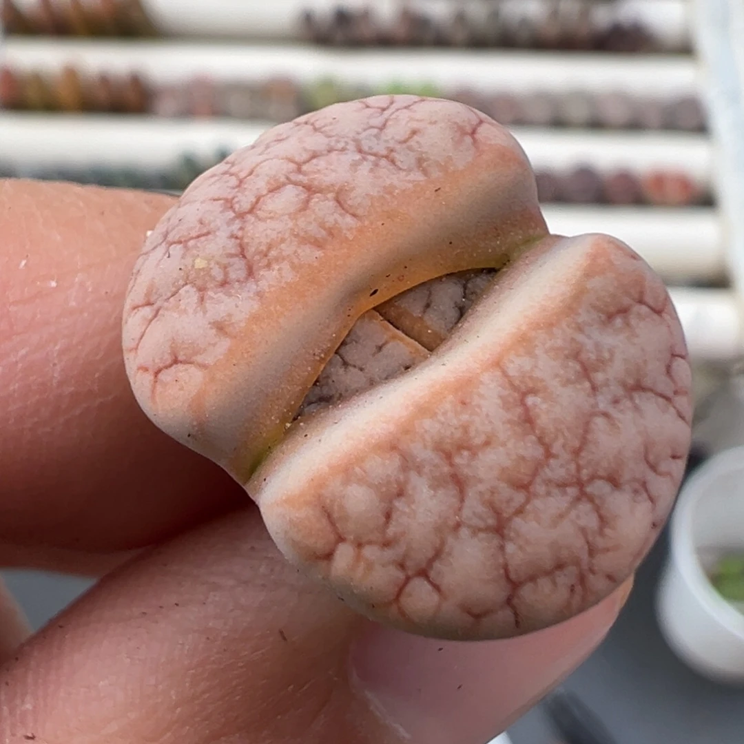 12.27好看的多肉脱土发货841