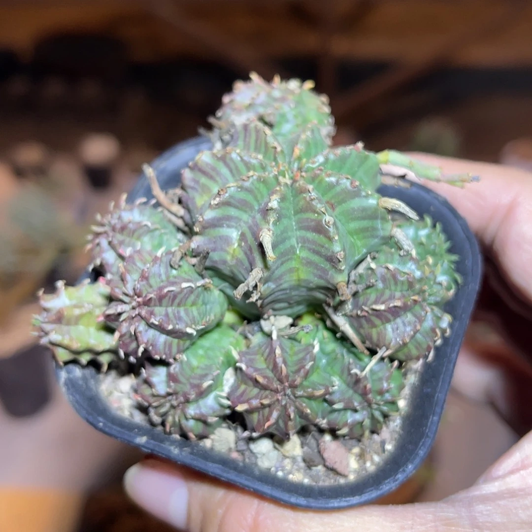 法利达大群一物一拍下单包邮