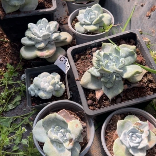 雨*谢谢姐姐～8棵可可爱爱135
