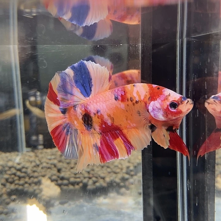 斗鱼黑47号巨斗将军