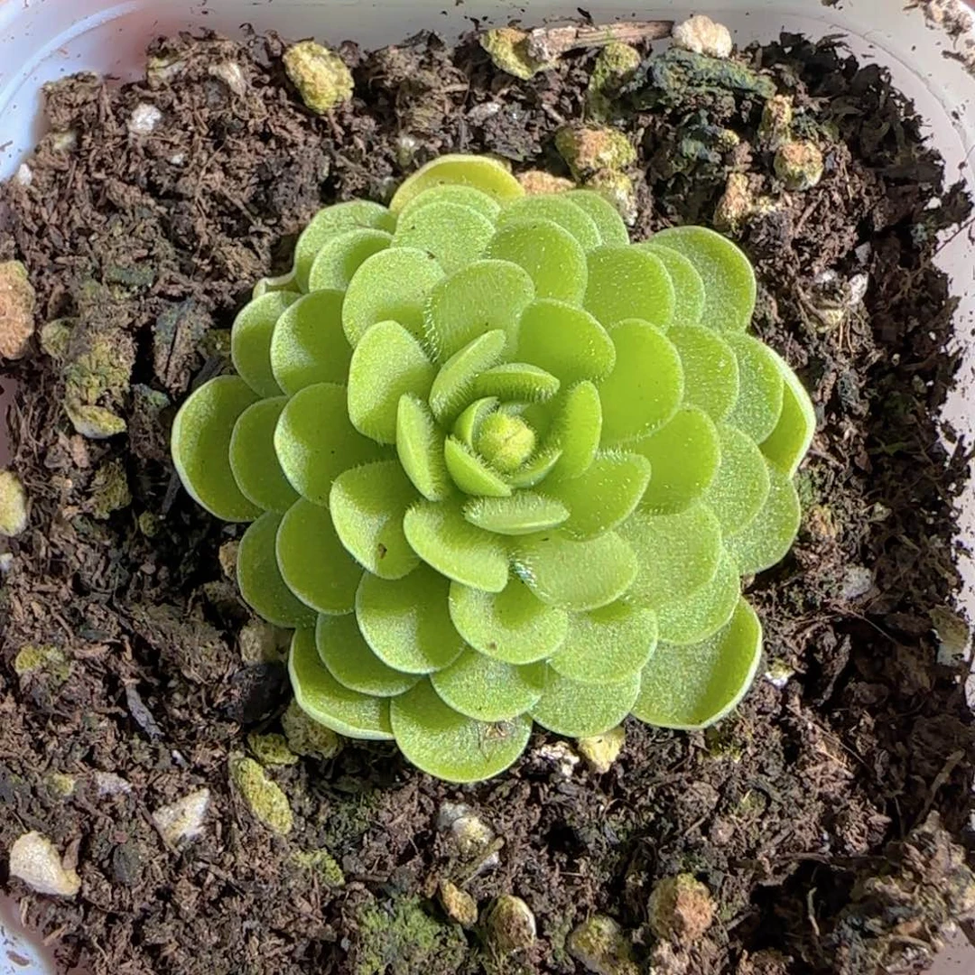 多肉1228-66爱思捕虫堇