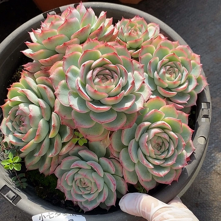 小七夕多肉侧影23