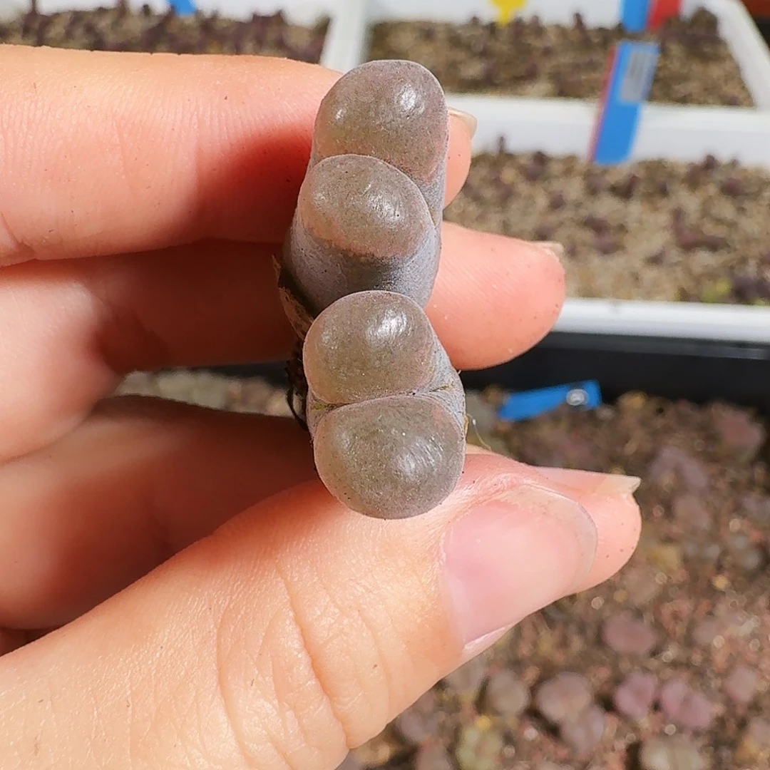 多肉植物福利风铃321