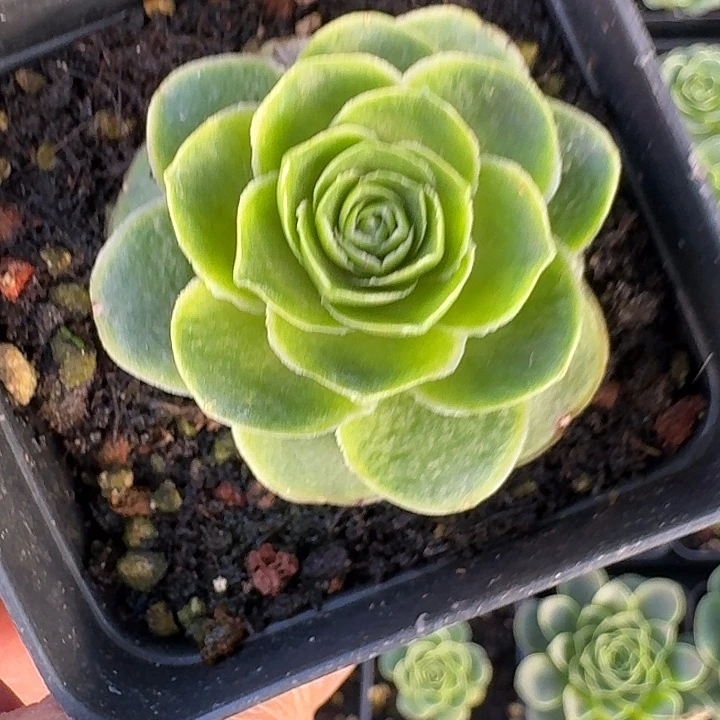 电***芬精品花卉山地玫瑰