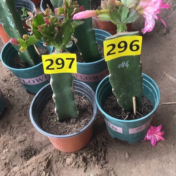 无花朵玲***韵瑕疵苗037/297号086/296号