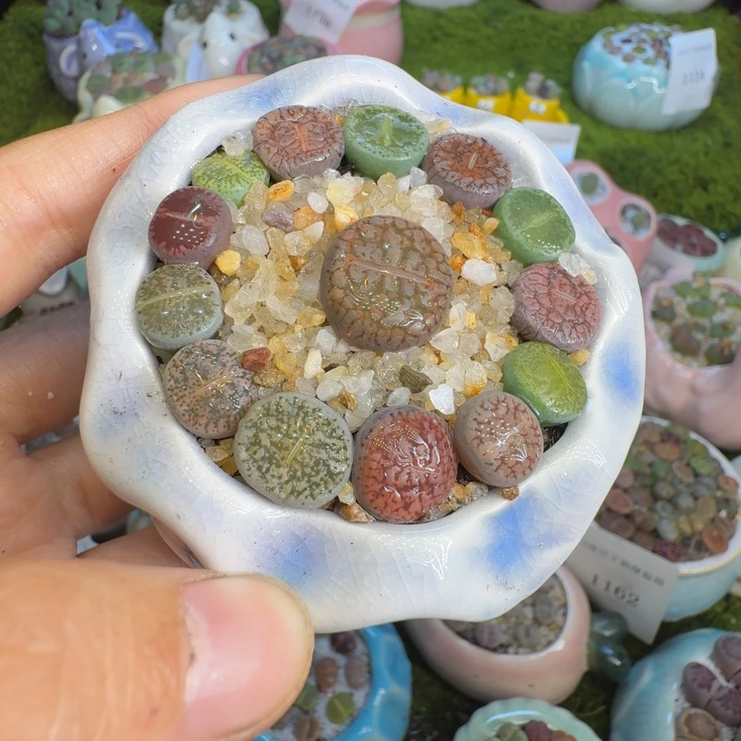 小***士多肉植物一物一拍1170