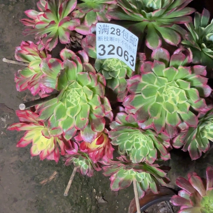 32063天和多肉植物
