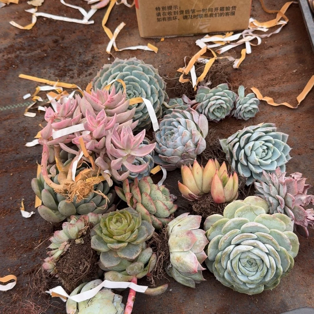 六号箱子一箱子多肉量拍21-2（布丁锦翡翠珍妮必有）