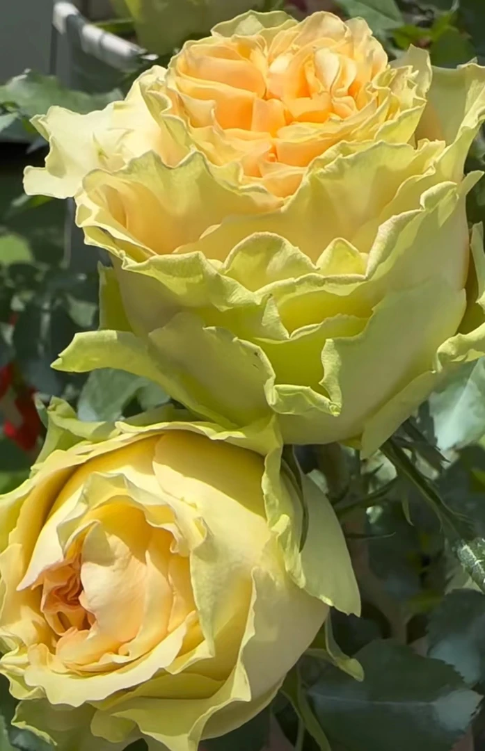 彩虹蜜桃   新品根接大苗四季灌木月季